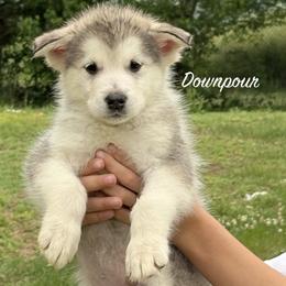 Downpour - Gray and white male Alaskan Malamute puppy in Easton, Maryland from Stars Howl-O Kennels by FurEver Friends Inc