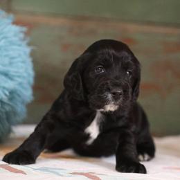 Coffee - Black male English Cocker Spaniel puppy in New Mexico from HighBrassGunDogs