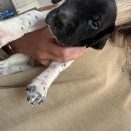 German Shorthaired Pointer Puppies from Golden pointers