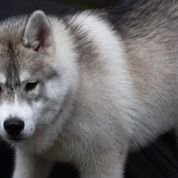 Siberian Huskies from Saturn's Siberians