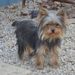 Trixie - Yorkshire Terrier