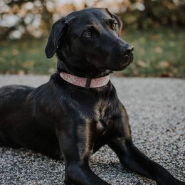 Libby - Labrador Retriever