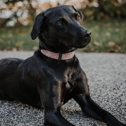 Libby - Labrador Retriever