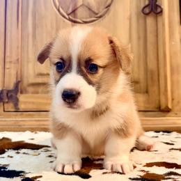 Cannoli - Fawn male Pembroke Welsh Corgi puppy in Johnson City, Texas from McCall Creek Corgis