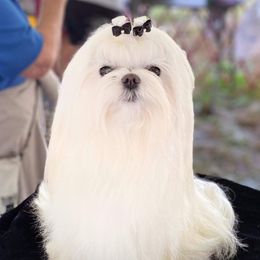 Bad boy Jax  - Maltese