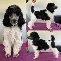 Poodle Puppies from High Mesa Standards