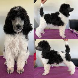 Poodle Puppies from High Mesa Standards