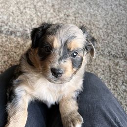 Aussiedoodle, Goldendoodle, Poodle, and Sheepadoodle Puppies from Draper Mountain Doodles