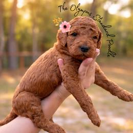 Syrah - Red  female Poodle puppy in Spring Hills, Florida from The Olympus Standard Poodle