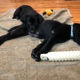 Labrador Retriever Puppies from Harvest Moon Farm