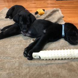 Labrador Retriever Puppies from Harvest Moon Farm