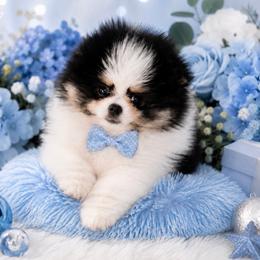 Oreo - Tri-colored male Pomeranian puppy in West Sacramento, California from Northern Cali Pomskies