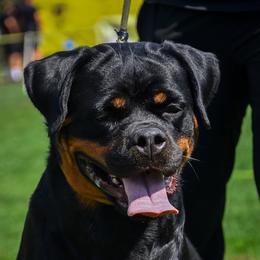Anette - Rottweiler