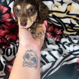 Mike - Chocolate and cream male Dachshund puppy in La Junta, Colorado from Royal King’s Mini Dachshunds