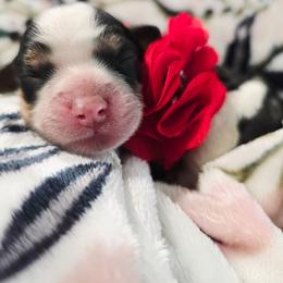 Rose - Tri-color female Cavapoo puppy in Roseville, California from Heavenly Goldendoodles