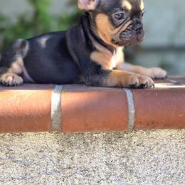 French Bulldog Puppies from County Of Orange Frenchie Family