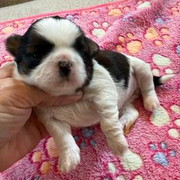 AKC Princess champion - Red and white female Shih Tzu puppy in Long Beach, California from Prieto Shih-Tzu's