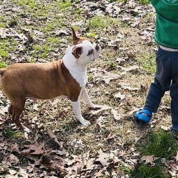 Boston Terriers from A-K Boston Terriers