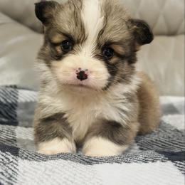 Kindle (Full Fluffy) - Sable male Pembroke Welsh Corgi puppy in Adairsville, Georgia from Ingram's Corgis