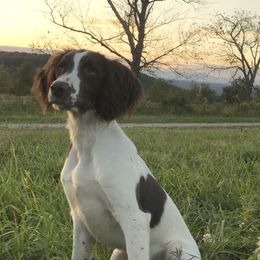 Oonagh  - English Springer Spaniel