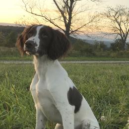 Oonagh  - English Springer Spaniel