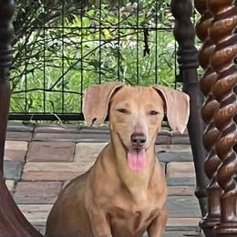 Loretta - Dachshund