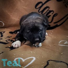 Anatolian Shepherd Dog and Australian Cattle Dog Puppies from 4D Cattle Dogs