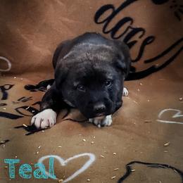 Anatolian Shepherd Dog and Australian Cattle Dog Puppies from 4D Cattle Dogs