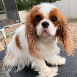 Amber - Blenheim female Cavalier King Charles Spaniel puppy in Spring Hill, Florida from Stardom Chihuahuas & CKCS