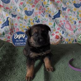 Purple - Bi-color female German Shepherd puppy in Motley, Minnesota from Von Thomson Haus