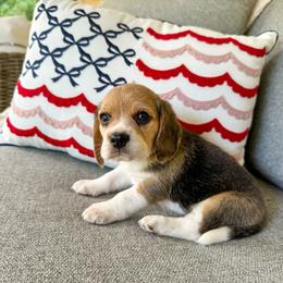 Baby boy 3 - Black white and tan male Beagle puppy in Monticello, Georgia from Beaglelove
