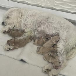 Goldendoodle Puppies from 757 Doodles