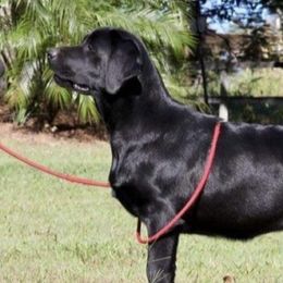 Tasha - Labrador Retriever