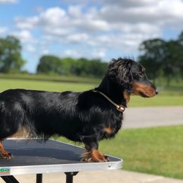 Fendi - Dachshund