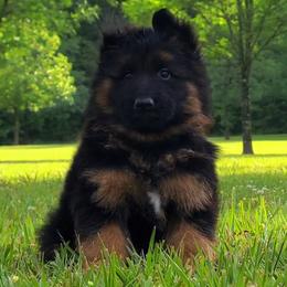 Orange Collar - Male - Black and red male German Shepherd puppy in Charlotte, North Carolina from Zuflucht K9s