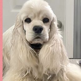 Margo - Cocker Spaniel