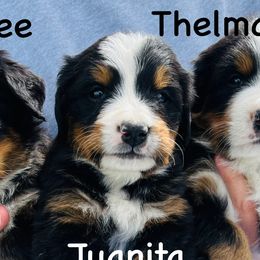 Juanita - Black rust and white female Bernese Mountain Dog puppy in Paradise Valley, Nevada from Bayles Berners