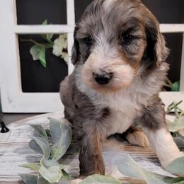 Aussiedoodle and Goldendoodle Puppies from Hunting Creek Kennels