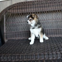 Girl 4 - female Shiba Inu puppy in Arcola, Illinois from Highline Puppies