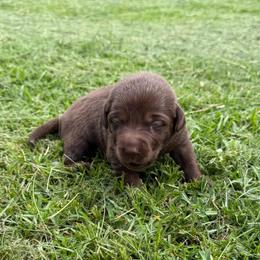 Leon - Chocolate male Labrador Retriever puppy in Carriere, Mississippi from Cajun Water Retrievers