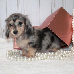 Silver dapple with cream points - Dapple female Dachshund puppy in Collins, Georgia from Liberty Longhair Dachshunds