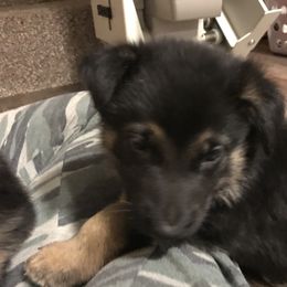 German Shepherd Puppies from Sandy’s Shepherds