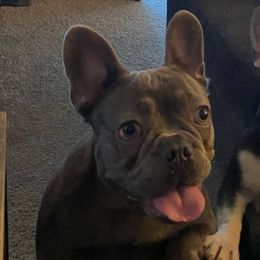 French Bulldogs from Solovi3ez Frenchiez