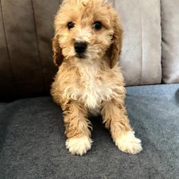 Red Collar - Apricot female Goldendoodle puppy in Wichita, Kansas from Goldendoodles of Oz