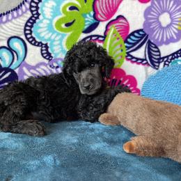 Boy 3 - Poodle puppy in Salisbury, North Carolina from Delovely Standard Poodle’s & Rottweiler’s