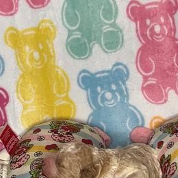 Girl 1 - Parti female Goldendoodle puppy in Jacksonville, North Carolina from A1 Designer Pups and More