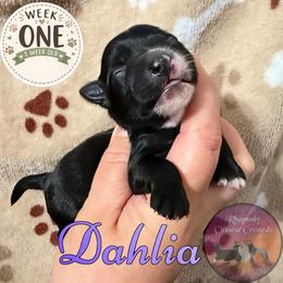 Dahlia - Black and white female Chinese Crested puppy in Sweet Home, Oregon from Rhapsody Poodles & Cresteds