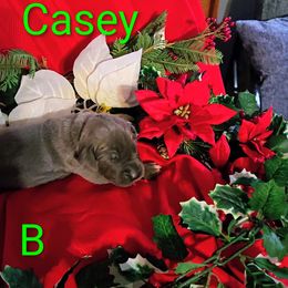 Casey - Blue male Great Dane puppy in Gainesville, Georgia from DeBruce Danes