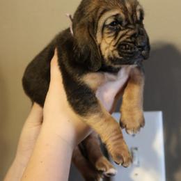 Purple Collar Girl - Black and tan female Bloodhound puppy in Franklin, Indiana from K Creek Farms