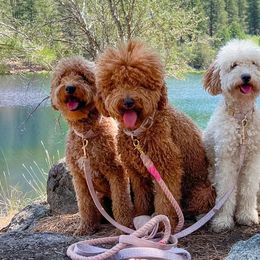 Goldendoodles from Beanie Bear Doodles